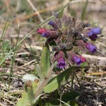 Pulmomaria angusttifolia – Pľúcnik úzkolistý 18-50-36