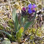 Pulmomaria angusttifolia
 – Pľúcnik úzkolistý 18-52-45