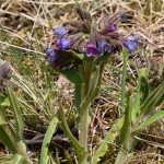 Pulmomaria angusttifolia – Pľúcnik úzkolistý 17-04-06