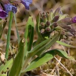 Pulmomaria angusttifolia – Pľúcnik úzkolistý 17-08-42