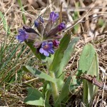 Pulmomaria angusttifolia – Pľúcnik úzkolistý 17-15-20