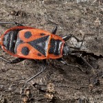 Pyrrhocoris apterus -Cifruša bezkrídla 19-39-24