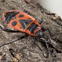 Pyrrhocoris apterus -Cifruša bezkrídla 19-42-01