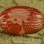 Sabra harpagula - Srpokrídlovec lipový 13-59-49v