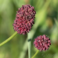 Sanguisorba officinalis - Krvavec lekársky 19-04-58