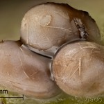 Saturnia pavoniella - Okáň priamočiary 08-05-14v