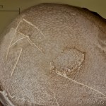 Saturnia pavoniella - Okáň priamočiary 13-55-53v