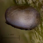 Saturnia pavoniella - Okáň priamočiary 14-58-20v
