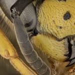 Vespula germanica cf. - Osa útočná 11-26-05v