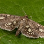 Anania stachydalis - Vijačka čistcová 19-43-32