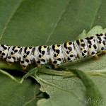 Cucullia scrophulariae - Mora krtičníková 20-30-25