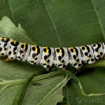 Cucullia scrophulariae - Mora krtičníková 20-32-04