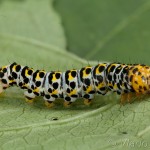 Cucullia scrophulariae - Mora krtičníková 21-37-42