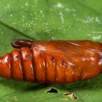 Cucullia scrophulariae - Mora krtičníková 22-42-03