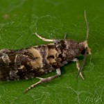 Cymolomia hartigiana - Obaľovač hartigov 21-54-07