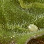 Eupithecia virgaureata - Kvetnatka zlatobyľová 23-28-25
