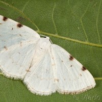 Lomographa bimaculata - Listnatka dvojškvrnná 17-05-13