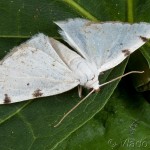 Lomographa bimaculata - Listnatka dvojškvrnná 21-40-08