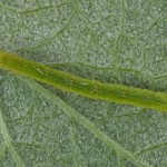 Mesoleuca albicillata - Piadivka malinová 14-25-28