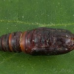 Mesoleuca albicillata - Piadivka malinová 17-21-44