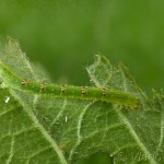 Mesoleuca albicillata - Piadivka malinová 22-11-19