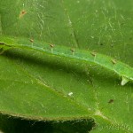 Mesoleuca albicillata - Piadivka malinová 22-15-14