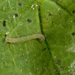 Mesoleuca albicillata - Piadivka malinová 22-44-30