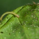 Mesoleuca albicillata - Piadivka malinová 22-45-20