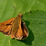 Ochlodes sylvanus - Súmračník hrdzavý IMG_3538