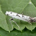 Ornixola caudulatella - Psotka chvosíková 14-09-22