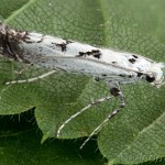 Ornixola caudulatella - Psotka chvosíková 14-16-39