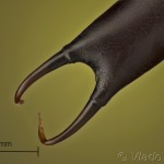 Brachionycha nubeculosa - Mora marcová 15-51-31v