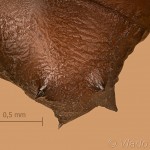 Calophasia lunula - Mora pyšteková 04 18-10-06vs