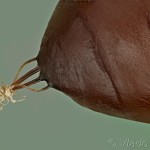 Caradrina clavipalpis - Sivkavec štvorbodý 19-07-12v