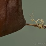 Caradrina clavipalpis - Sivkavec štvorbodý 19-40-25v