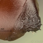 Craniophora ligustri - Mramorovka vtáčizobová 11-05-26v