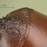Craniophora ligustri - Mramorovka vtáčizobová 13-35-28v
