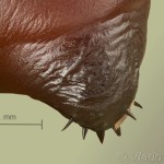 Craniophora ligustri - Mramorovka vtáčizobová 19-08-58v