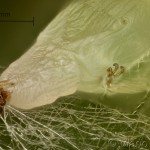 Cyclophora annularia - Piadica javorová 16-48-21v