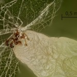 Cyclophora annularia - Piadica javorová 17-45-06v
