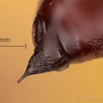 Erannis defoliaria - Piadivka zimná 06-38-53vs