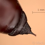 Erannis defoliaria - Piadivka zimná 08-06-42vs