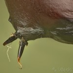 Eucarta virgo - Sivkavec fialový 15-29-01v