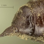 Lobophora halterata - Piadivka topoľová 10-53-52v