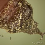 Lobophora halterata - Piadivka topoľová 23-17-23v