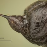 Mesoleuca albicillata - Piadivka malinová 10-39-24v