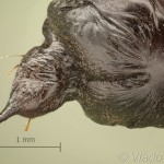 Mesoleuca albicillata - Piadivka malinová 11-52-53v