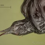 Mesoleuca albicillata - Piadivka malinová 13-38-28v