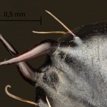 Noctua fimbriata - Mora zemiaková 08-44-37vs