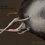 Noctua fimbriata - Mora zemiaková 11-04-07vs
